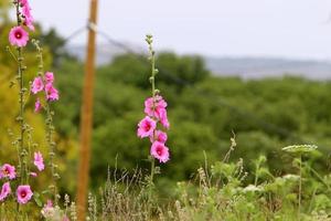 helle malvenblüten in einem stadtpark in israel. foto