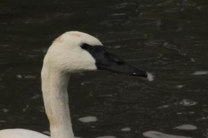 ein Blick auf einen Trompeterschwan foto