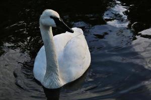 ein Blick auf einen Trompeterschwan foto