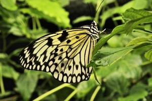 ein Blick auf einen Schmetterling foto