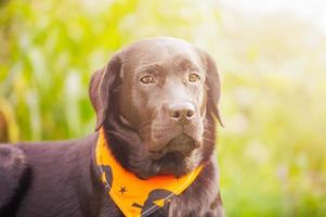 Labrador Retriever Hund in einem orangefarbenen Kopftuch. schwarzer hund an halloween. foto