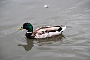 ein blick auf einen vogel im wwt washington foto