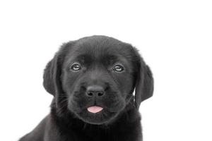 ein kleiner schwarzer Welpe auf einem weißen Hintergrundisolat. Porträt eines Labrador-Retriever-Hundes. foto