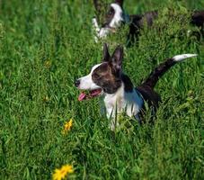 Corgi-Hund, der auf einem Feld mit gelben Sonnenblumen spielt foto