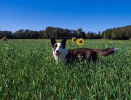 Corgi-Hund, der auf einem Feld mit gelben Sonnenblumen spielt foto