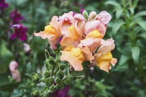 Löwenmaul antirrhinum majus blüht im Garten in der Nähe foto