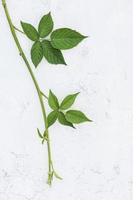 pflanzenrebe mit grünen blättern auf weißem wandhintergrund, kopierraum foto