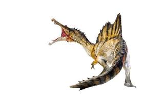 Dinosaurier, Spinosaurus isoliert Hintergrund Beschneidungspfad foto