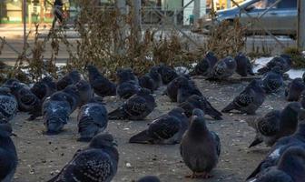 ein Taubenschwarm sitzt auf dem Asphalt. Vögel in der Stadt. foto