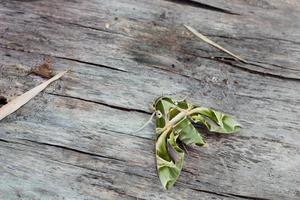 Die Oleandar Hawk Moth oder Army Green Moth ist eine Motte aus der Familie der Sphingidae, die auf einem Holzboden sitzt. foto