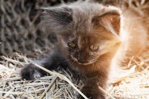 Katze in einem Stroh-Bio-Pfotenland foto