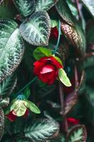 selektiver fokus, schmale schärfentiefe rote blumen zwischen grünen blättern foto