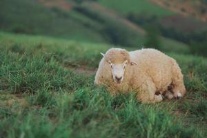 weiße Schafe, die auf dem Rasen essen oder gehen oder laufen. Abends auf der Bergwiese. die sonne scheint auf jedes gras, abendstimmung. tiernatur säugetiere konzept. foto