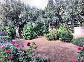 ein blick auf den garten von getsemane in jerusalem foto