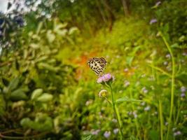 schönes Muster des grünen Blatthintergrundes foto