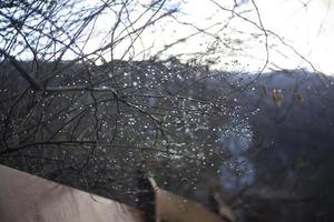 Wassertropfen auf den Zweigen einer Pflanze. früher Frühling. unscharfer Hintergrund. Wetter nach dem Regen. foto