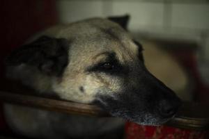 Hundeportrait. Hundedetails. Tier ist zu Hause. Obdachloses Haustier. foto