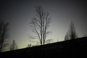 Schatten der Bäume gegen den Himmel. Silhouetten von Bäumen. foto
