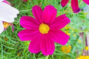 Schöne Kosmosblume im Garten aus nächster Nähe foto