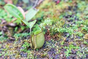 fleischfressende Kannenpflanzen oder Affenbecher im Garten foto