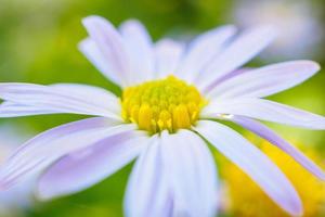 schöne blaue Blume hautnah im Garten foto