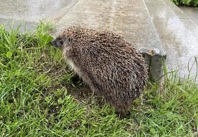 offener Igel geht im Regen auf dem Gras spazieren foto