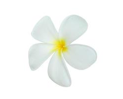 weiße Frangipani-Blume isoliert auf weißem Hintergrund foto