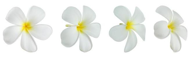 weiße Frangipani-Blume isoliert auf weißem Hintergrund foto