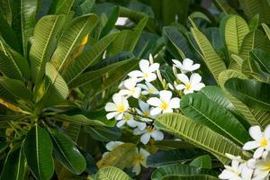 weiße Frangipani-Blume Plumeria alba mit grünen Blättern foto
