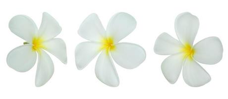 weiße Frangipani-Blume isoliert auf weißem Hintergrund foto