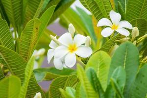 weiße Frangipani-Blume Plumeria alba mit grünen Blättern foto