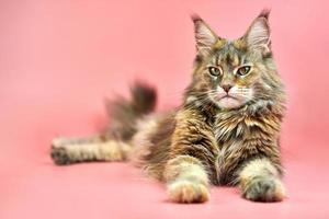 maine coon schildpattkatze, kopierraum foto