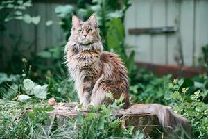 Maine-Coon-Katze im Gartengrundstück foto