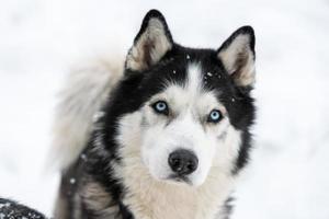 Husky-Hundeporträt, schneebedeckter Winterhintergrund. lustiges Haustier beim Gehen vor dem Schlittenhundetraining. foto