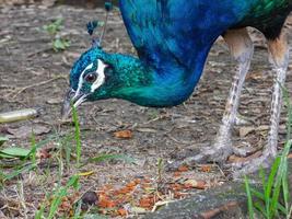 Blauer Pfau findet Nahrung im Garten foto