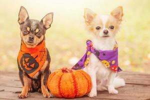 zwei Hunde mit einem Kürbis. Schwarz-Weiß-Chihuahua in Halloween-Bandanas. foto