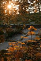 schöne Herbstlandschaft mit gelben Bäumen und Sonne foto