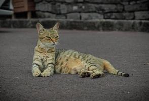 Porträt einer süßen Katze, die auf dem Boden ruht foto