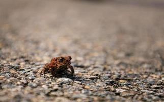 Nahaufnahme am niedlichen kleinen Frosch, der auf dem Boden sitzt foto