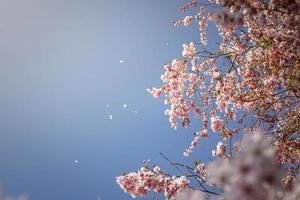 verschwommene Kirschblüte gegen den Himmel. Japanischer Garten in voller Blüte. foto