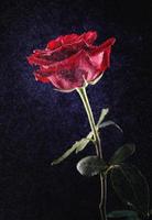 eine wunderschöne große rote Rose auf schwarzem Hintergrund. foto