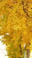 die schöne Herbstansicht mit den bunten Blättern auf dem Baum in der Stadt foto