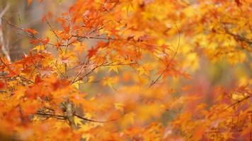 die schöne Herbstansicht mit den bunten Blättern auf dem Baum in der Stadt foto