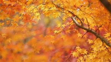 die schöne Herbstansicht mit den bunten Blättern auf dem Baum in der Stadt foto
