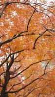 die schöne Herbstansicht mit den bunten Blättern auf dem Baum in der Stadt foto