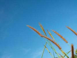 Nahaufnahme von Grasblumen auf einem Himmelshintergrund. Soft-Fokus-Bilder. selektiver Fokus foto