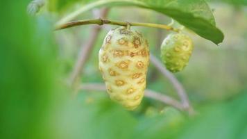 gesunde tropische frucht foto