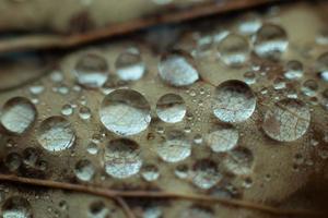 Wassertropfen auf ein Blatt foto