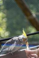 nymphicus hollandicus, junge frau, die einem vogel futter gibt, körner auf einem holzstab stecken und der vogel gefüttert, mexiko foto