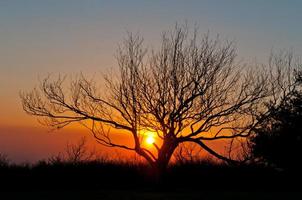 Baumsilhouette bei Sonnenuntergang auf einem Berggipfel foto